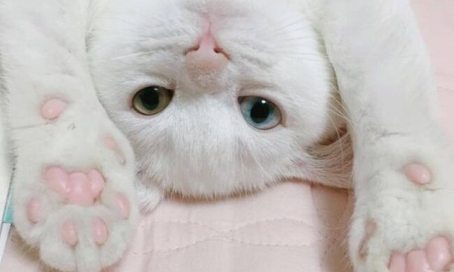 Не просто пушистые и смешные: уникальные особенности кошачьих лапок, о которых вы не знали