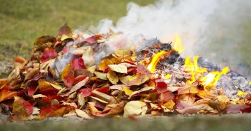 Спалювання листя у дворі: штраф до 6 120 грн