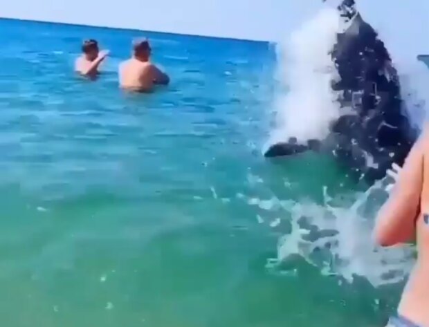 Под Запорожьем дельфины заполонили пляж - прыгали и брызгались, дети в восторге