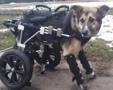 Собака з відтятими ногами шукає хазяїна