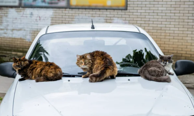 Котики на капоті машини / фото: depositphotos