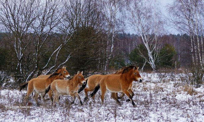 Заповідник у Чорнобилі, фото: Станіслав Гуменюк