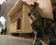 Всемирный день кота: топ-профессий пушистиков, о которых вы не догадывались