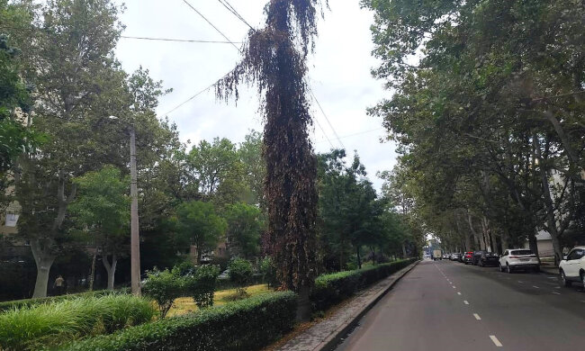Вандалы уничтожили вертикальное озеленение в Одессе