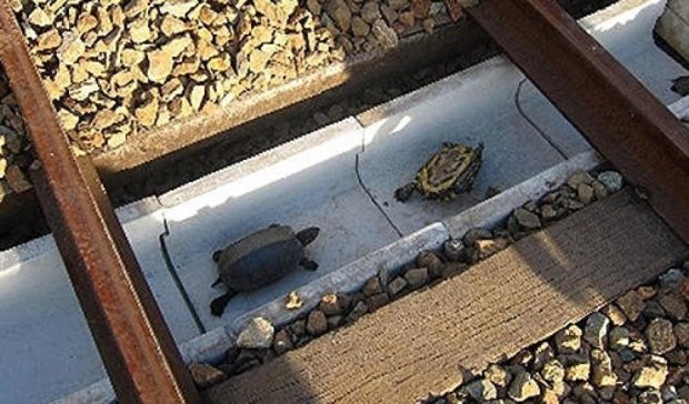 Железнодорожники Японии спасают черепах (фото)