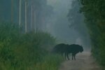 Тварини у Зоні відчуження, скріншот відео