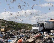 Грибовическую свалку подожгли намеренно
