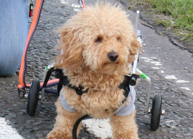 Генри на колесиках: невероятная история покалеченного пса, который обрел новую жизнь