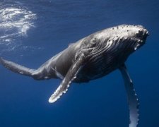 Неймовірне відео: морський гігант врятував жінку від акули