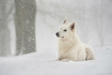 Холодная погода, Главред