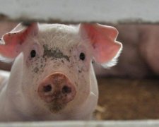 Смертельная болезнь вернулась на Харьковщину