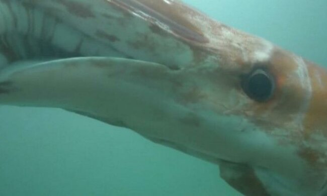 Дайвери сфотографували велетенського кальмара (відео)