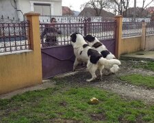 Буковинців просять відмовитися від новорічної забави заради чотирилапих: "У Барсика буде інфаркт!"