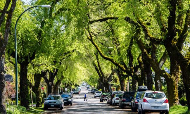 Зелень вирішує: як парки впливають на здоров'ї городян