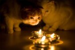 Коты, свечи, отключение света, фото из свободных источников