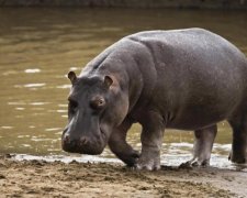 Разъяренный бегемот едва не утащил под воду вертолет: фото