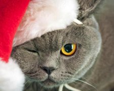 Новорічний лайфхак: знайдено геніальний спосіб порятунку ялинки від кішок