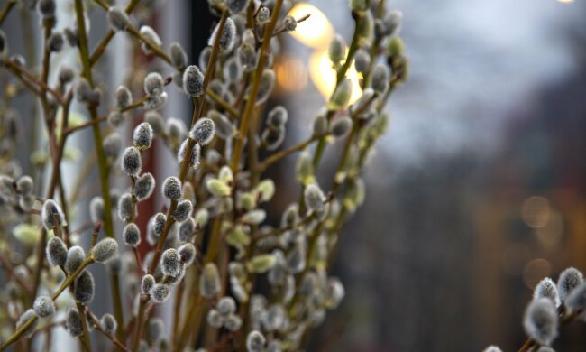 Вербное воскресенье фото: pixabay