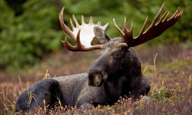 В Киеве разгуливал лось, фото из сети