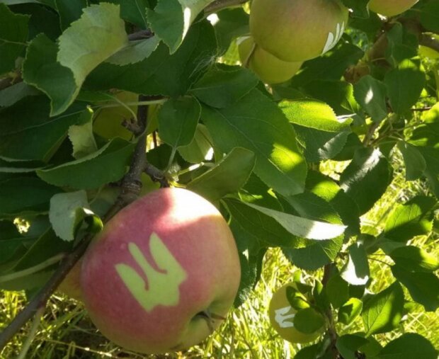 Українців пригостять яблуками з тризубом: з Днем Незалежності, рідненька