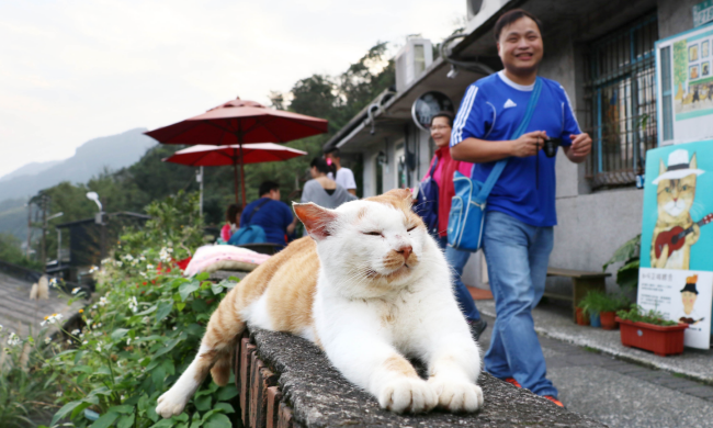 Деревня кошек Хоутонг / фото: Nikkei Asia