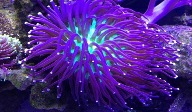 Ученые показали, как человечество убивает кораллы (ВИДЕО) 