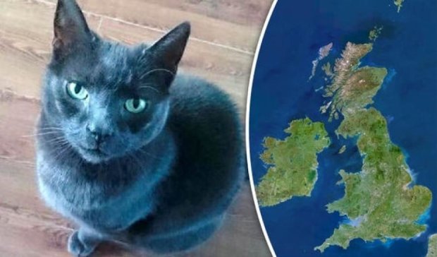 Пропавшую кошку нашли через девять лет