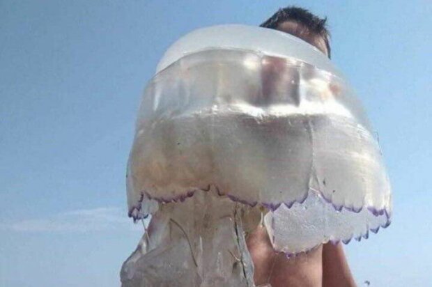 На курорте под Запорожьем медузы захватили остров