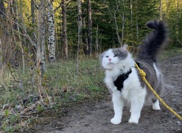 Кот на поводке / фото: Pinterest