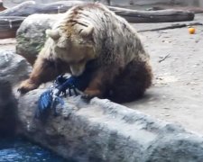 Медведь спас тонущую ворону (ВИДЕО)