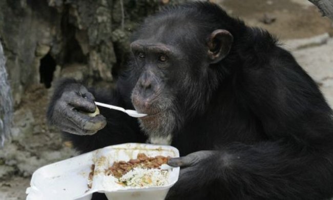Шимпанзе умеют готовить пищу