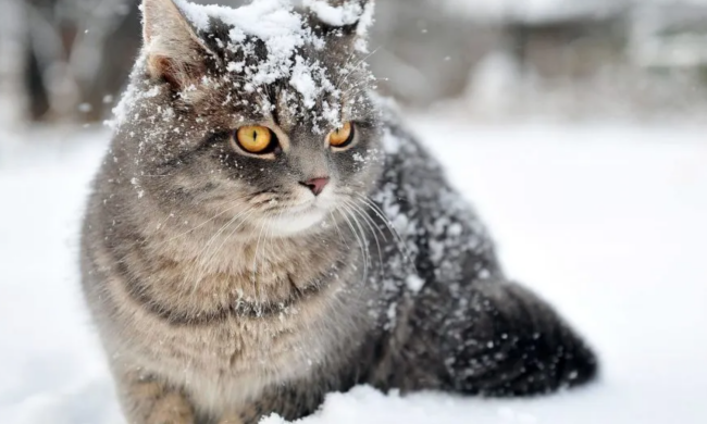 Погода, сніг, котик, фото із соцмереж