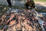 незаконний вилов риби