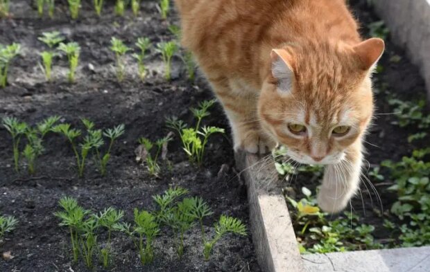 Кіт на городі, фото з вільних джерел