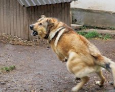 Чоловік спустив пса на копів: є постраждалі