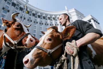 Гроші віддадуть не студентам, а коровам: в партії Порошенка запропонували новий законопроєкт