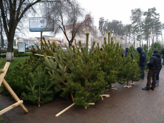 Купівля ялинки, фото: Уніан