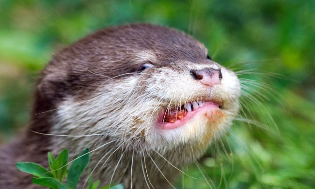Сотрудники зоопарка назвали выдру "пухлявой киской". Им пришлось извиниться. Но и за это их раскритиковали