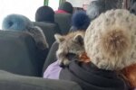 Харківські маршрутки захопили єноти