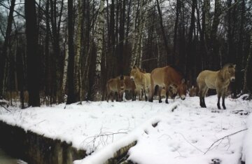 Животные Чернобыльской зоны отчуждения, фото Сергея Гащака