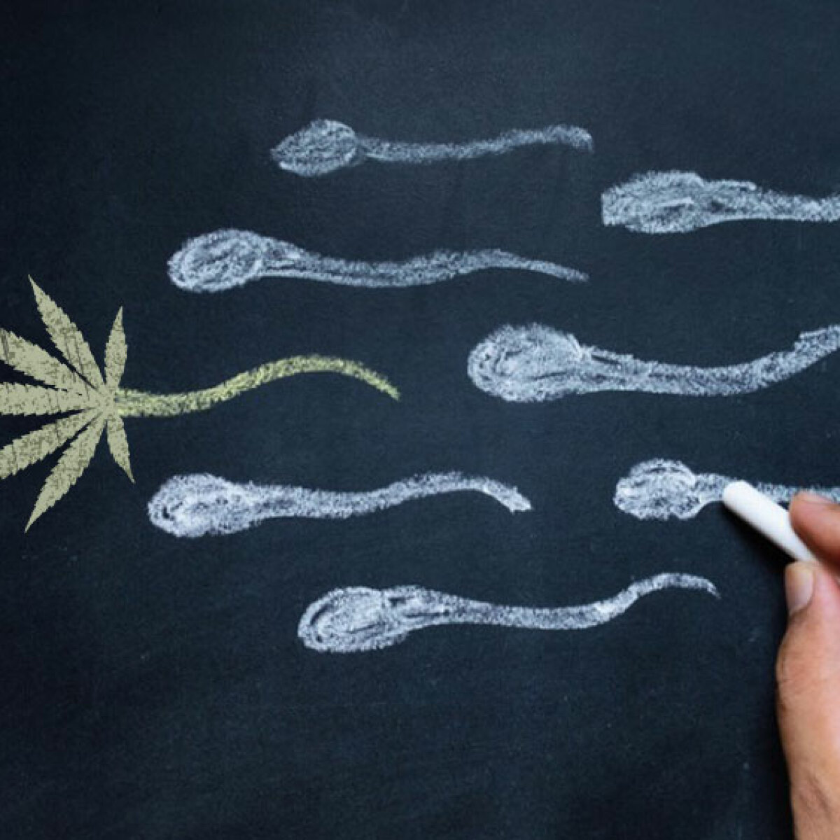 влияние марихуаны на сперматозоид