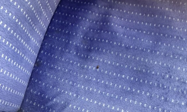 Клопы, скриншот: X (Twitter)