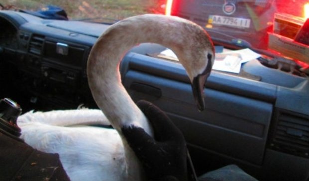 В Черкасской области спасли замерзшего лебедя