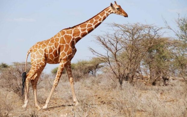Розлючений жираф убив відомого режисера