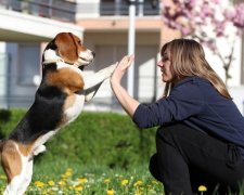 Вчені довели здатність собак маніпулювати людьми