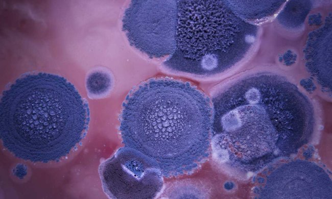 Клони допоможуть дерматологам лікувати грибок