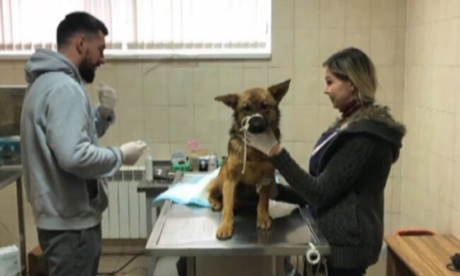 Бедный пес застрял головой в пластиковой бутылке и едва не погиб от голода: как освобождали пушистика
