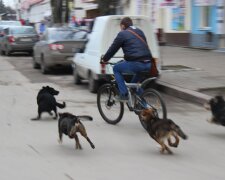 Собаки, фото Гривня