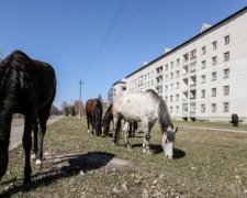 Жуткие снимки из Чернобыля, от которых мороз по коже