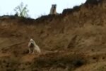 Закоханий пес врятував подругу від вірної загибелі - людям варто повчитися